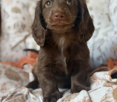Solid Chocolate Longhaired Dachshund Puppy — Dachshund available at DachField