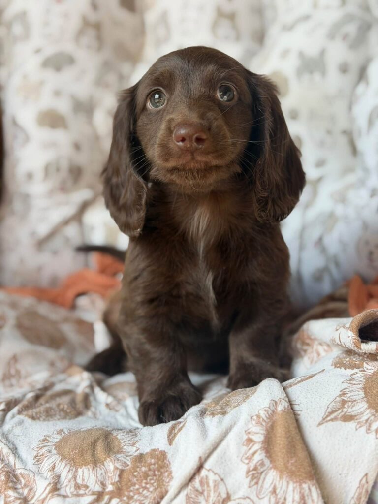 Solid Chocolate Longhaired Dachshund Puppy — Main Photo