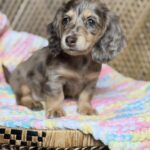 Chocolate Dapple Longhaired Dachshund Puppy — Main Photo