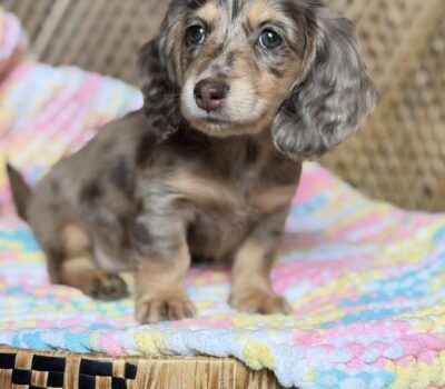 Chocolate Dapple Longhaired Dachshund Puppy — Dachshund available at DachField