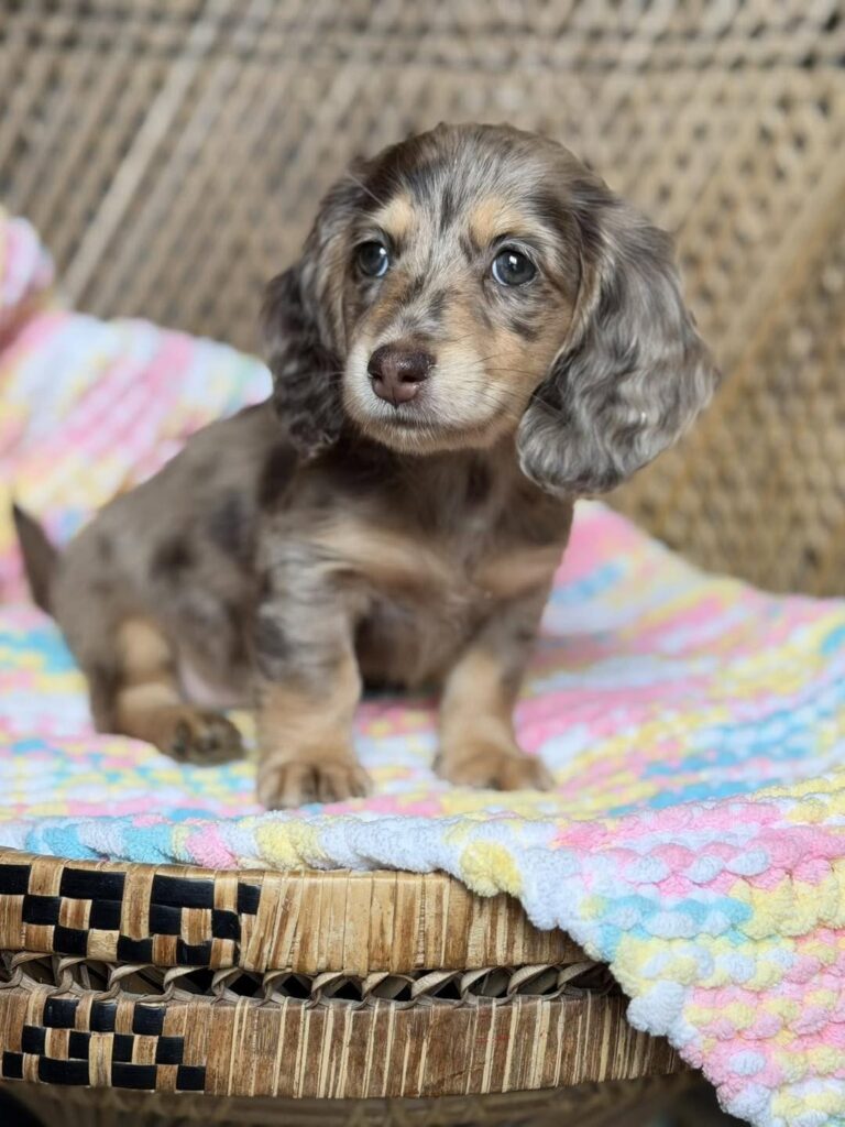 Chocolate Dapple Longhaired Dachshund Puppy — Main Photo