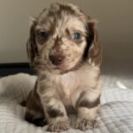 Chocolate Dapple Blue-Eyed Longhaired Dachshund Puppy — Main Photo