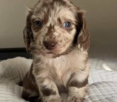 Chocolate Dapple Blue-Eyed Longhaired Dachshund Puppy — Dachshund available at DachField