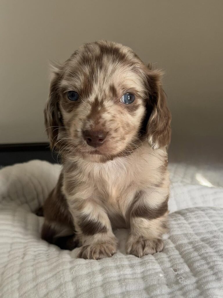 Chocolate Dapple Blue-Eyed Longhaired Dachshund Puppy — Main Photo