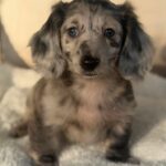 Silver Dapple Longhaired Dachshund Puppy — Main Photo