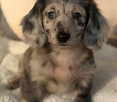 Silver Dapple Longhaired Dachshund Puppy — Dachshund available at DachField