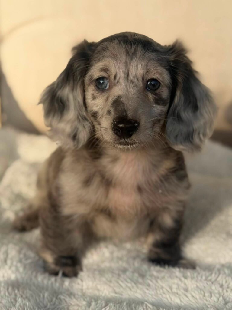 Silver Dapple Longhaired Dachshund Puppy — Main Photo
