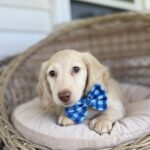 Cream Longhaired Dachshund Puppy — Main Photo