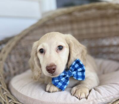 Cream Longhaired Dachshund Puppy — Dachshund available at DachField