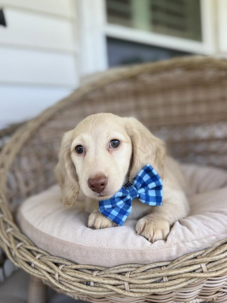 Cream Longhaired Dachshund Puppy — Main Photo