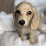 Cream Longhaired Dachshund Puppy — Main Photo