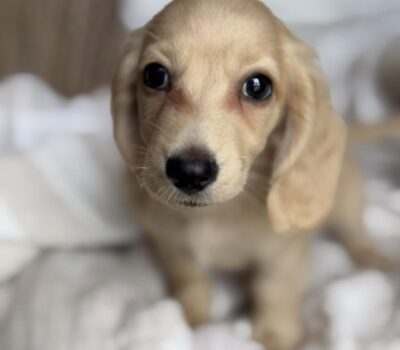 Cream Longhaired Dachshund Puppy — Dachshund available at DachField