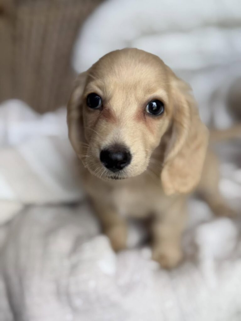 Cream Longhaired Dachshund Puppy — Main Photo