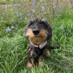 Wirehaired Black & Tan Dachshund — Main Photo