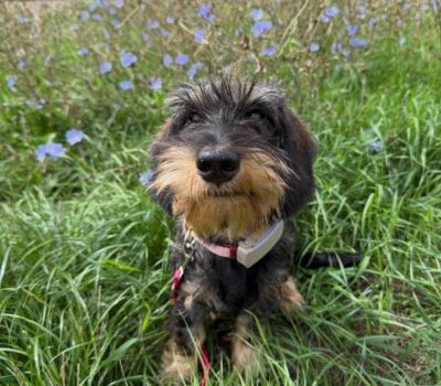 Wirehaired Black & Tan Dachshund