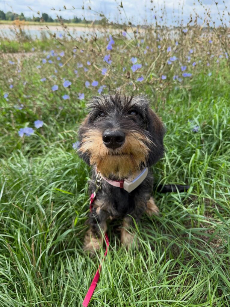 Wirehaired Black & Tan Dachshund — Main Photo