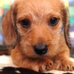 Red Smooth Dachshund Puppy — Main Photo