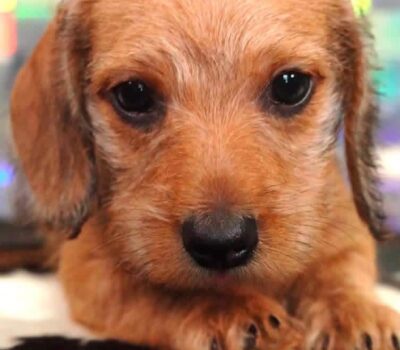 Red Smooth Dachshund Puppy — Dachshund available at DachField