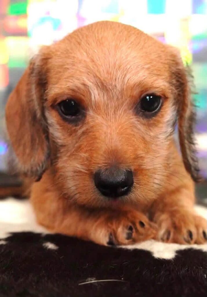 Red Smooth Dachshund Puppy — Main Photo
