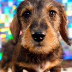 Wirehaired Black & Tan Dachshund Puppy — Main Photo