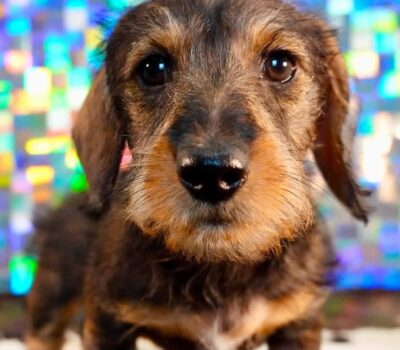 Wirehaired Black & Tan Dachshund Puppy — Dachshund available at DachField