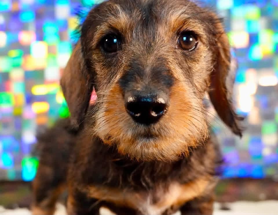 Wirehaired Black & Tan Dachshund Puppy — Main Photo