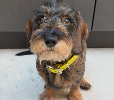 Wirehaired Black & Tan Dachshund