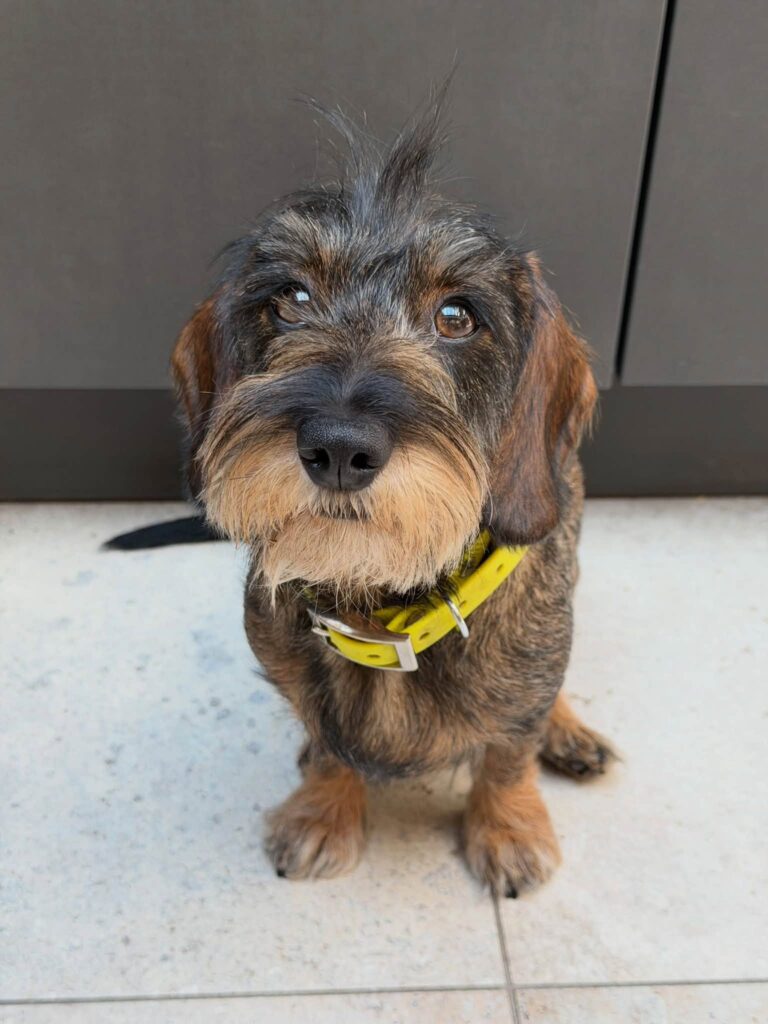 Wirehaired Black & Tan Dachshund — Main Photo
