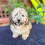 Cream Wirehaired Dachshund Puppy — Main Photo