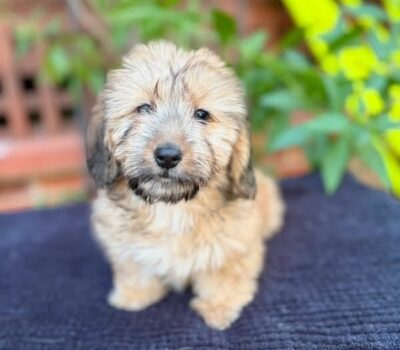 Cream Wirehaired Dachshund Puppy — Dachshund available at DachField
