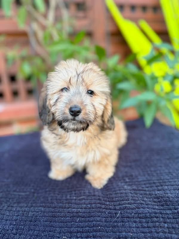 Cream Wirehaired Dachshund Puppy — Main Photo