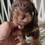 Chocolate Wirehaired Dachshund Puppy — Main Photo
