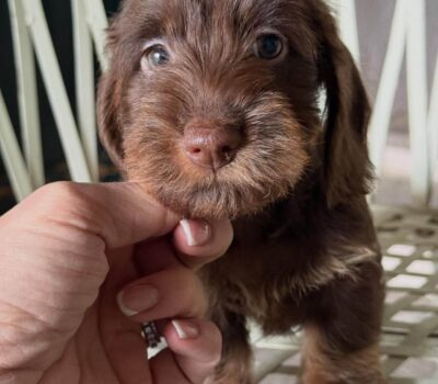 Chocolate Wirehaired Dachshund Puppy — Dachshund available at DachField