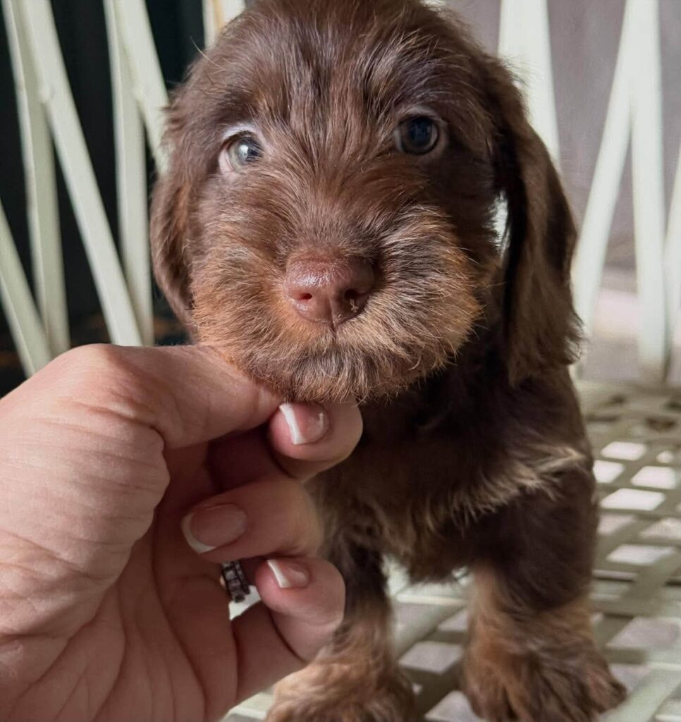 Chocolate Wirehaired Dachshund Puppy — Main Photo