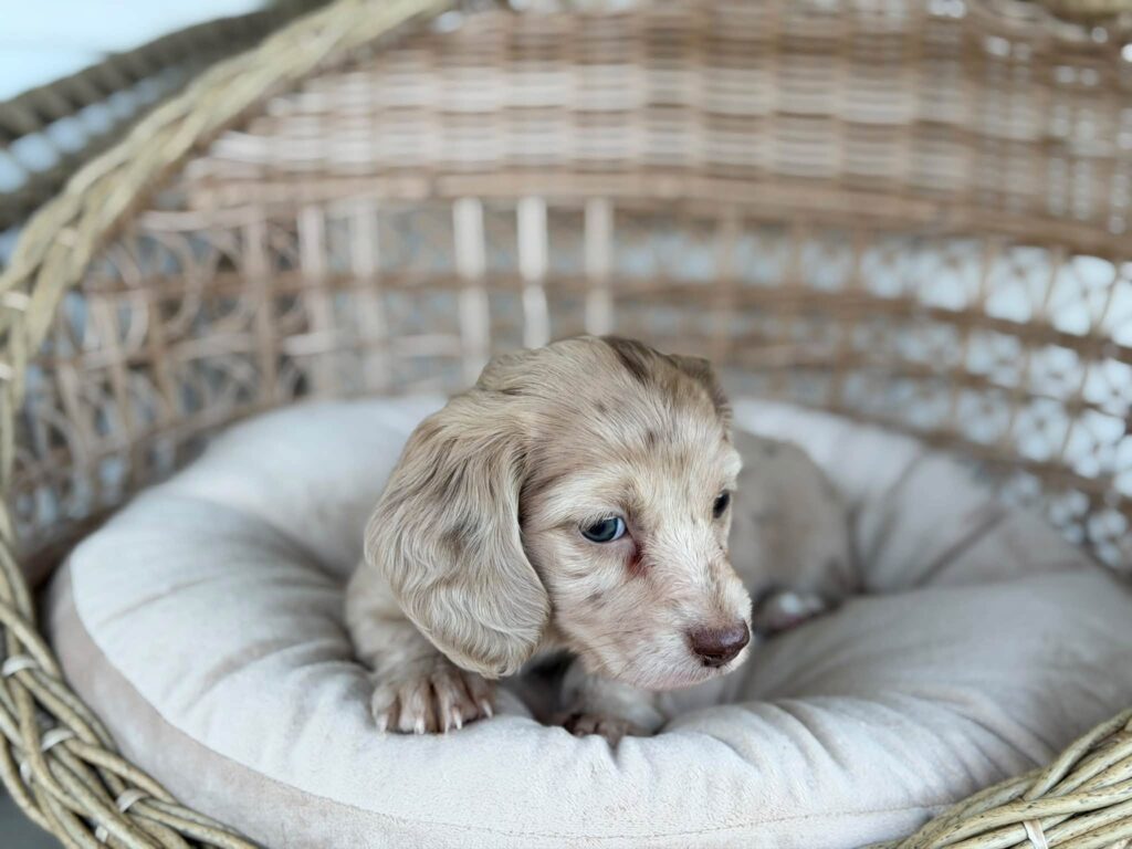 Isabella Cream Dapple Dachshund Puppy — Main Photo