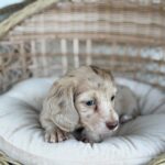 Isabella Cream Dapple Dachshund Puppy — Main Photo