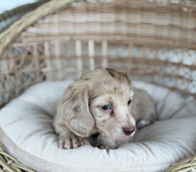Isabella Cream Dapple Dachshund Puppy — Dachshund available at DachField