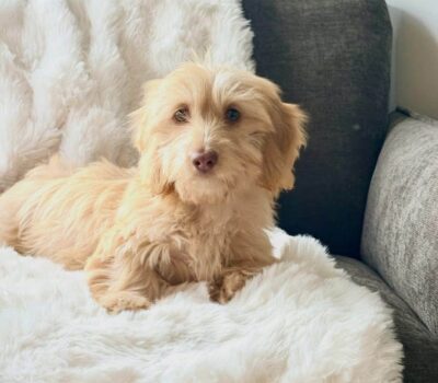 Cream Longhaired Dachshund — Dachshund available at DachField