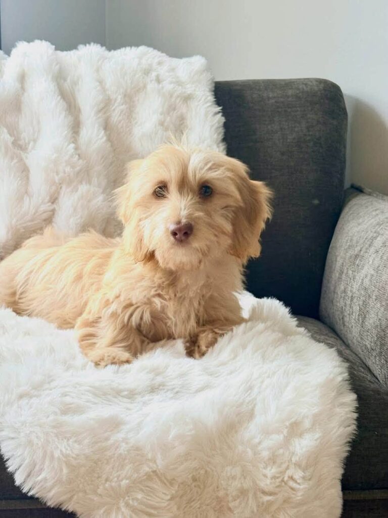 Cream Longhaired Dachshund — Main Photo