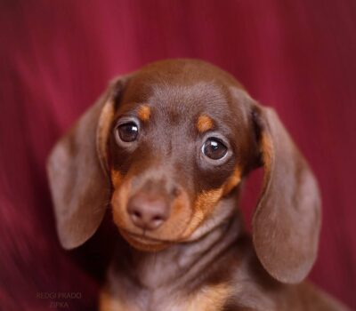 Chocolate & Tan Dachshund Puppy — Dachshund available at DachField