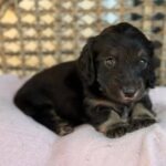 Black & Tan Longhaired Dachshund Puppy — Main Photo