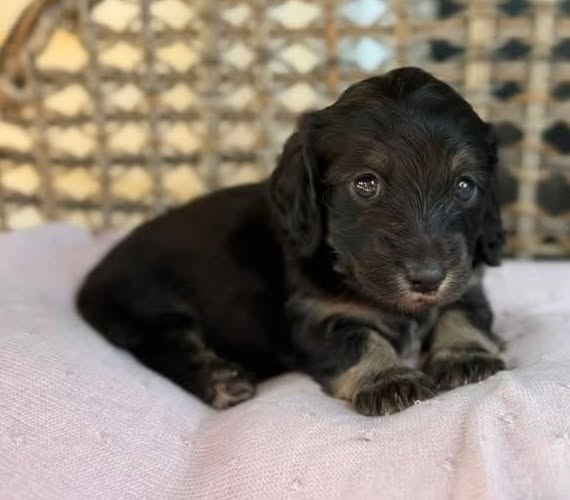 Black & Tan Longhaired Dachshund Puppy — Main Photo