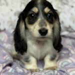 Black & Tan Piebald Longhaired Dachshund Puppy — Main Photo