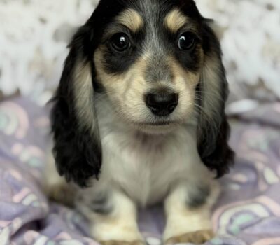 Black & Tan Piebald Longhaired Dachshund Puppy — Dachshund available at DachField