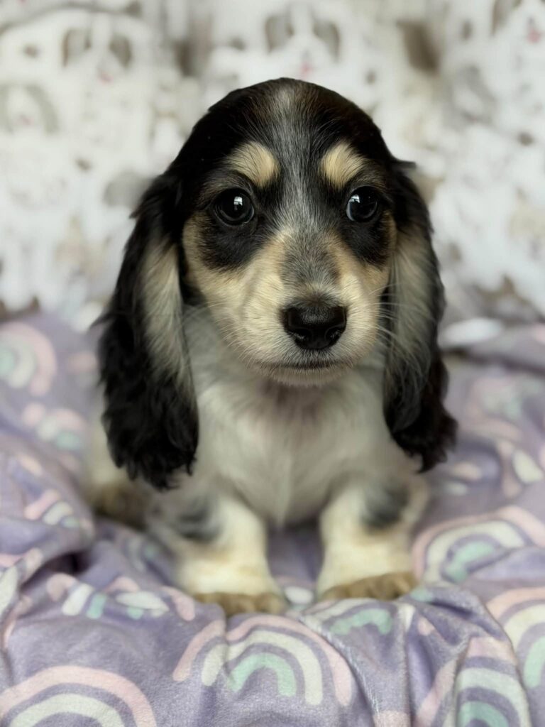 Black & Tan Piebald Longhaired Dachshund Puppy — Main Photo
