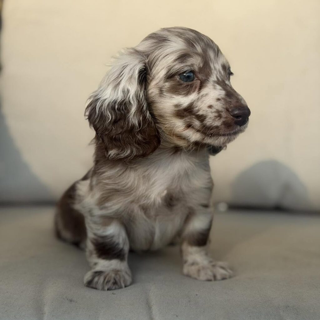 Chocolate Dapple Blue-Eyed Longhaired Dachshund Puppy — Main Photo