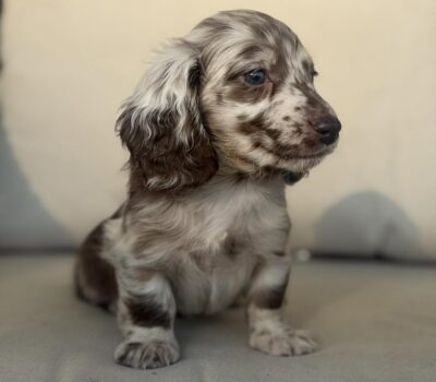 Chocolate Dapple Blue-Eyed Longhaired Dachshund Puppy — Dachshund available at DachField