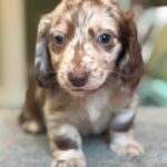 Chocolate Dapple Blue-Eyed Longhaired Dachshund Puppy — Main Photo