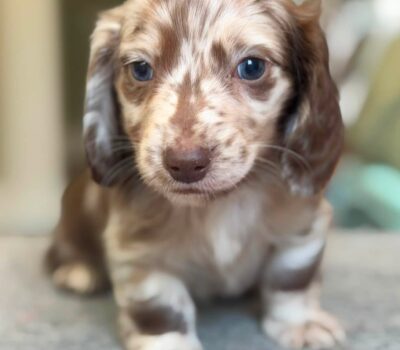 Chocolate Dapple Blue-Eyed Longhaired Dachshund Puppy — Dachshund available at DachField