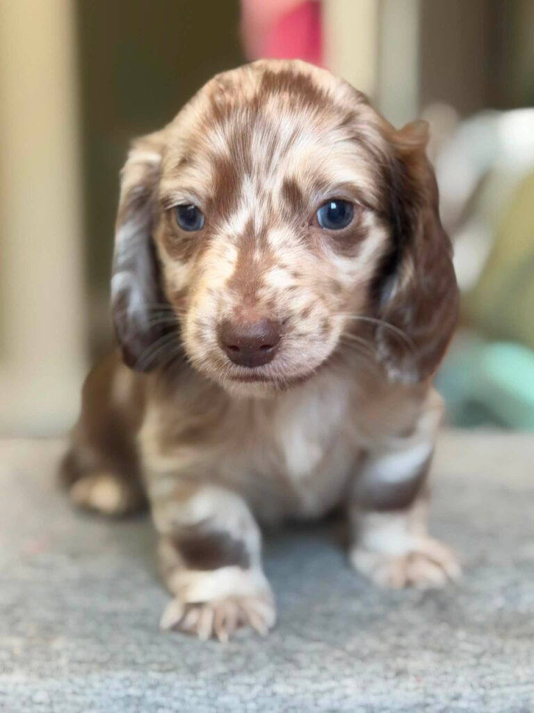 Chocolate Dapple Blue-Eyed Longhaired Dachshund Puppy — Main Photo